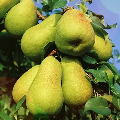 Груша НЕЖНОСТЬ колонновидная	  Груша НЕЖНОСТЬ колонновидная	 в Кургане