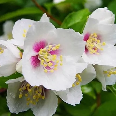 Жасмин БЕЛЬ ЭТУАЛЬ в Кургане