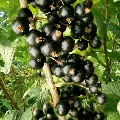 Смородина черная БЕН ТИРЕН в Кургане