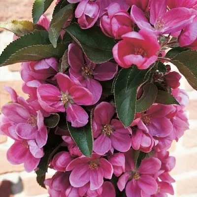 Яблоня ЗЕЛЁНЫЙ БУКЕТ декоративная в Кургане