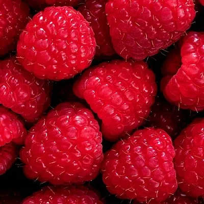 Малина  Малина в Кургане