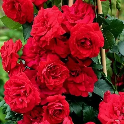 Саженцы роз АМАДЕУС плетистая  Саженцы роз АМАДЕУС плетистая в Кургане