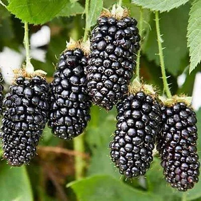 Ежевика КАРАКА БЛЭК  Ежевика КАРАКА БЛЭК в Кургане