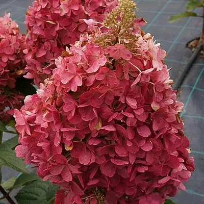 Гортензия КАНДЕЛАЙТ метельчатая  Гортензия КАНДЕЛАЙТ метельчатая в Кургане