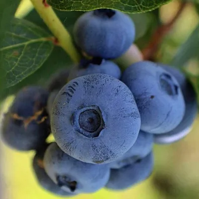 Средние сорта в Кургане