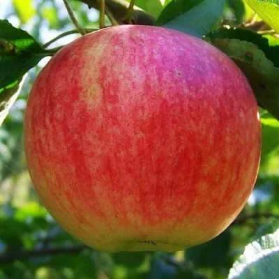 Яблоня ШТРИФЕЛЬ  Яблоня Штрифель (Штрейфлинг или Осеннее полосатое) в Кургане