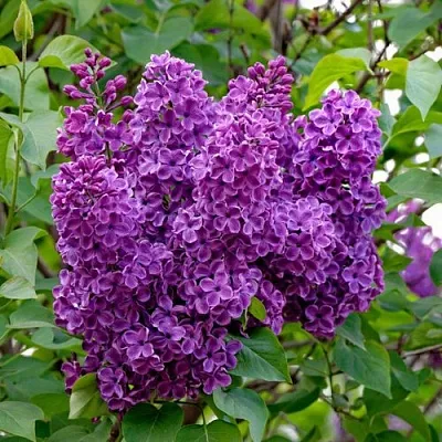 Сирень СУМЕРКИ  Сирень СУМЕРКИ в Кургане