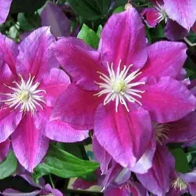 Клематис ХАНИЯ  Клематис ХАНИЯ в Кургане