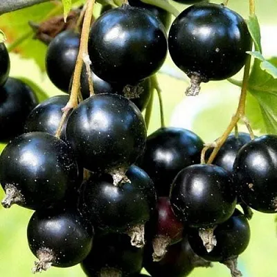 Смородина чёрная СОКРОВИЩЕ в Кургане