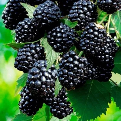 Ежевика ЛОХТЕЙ бесшипная  Ежевика ЛОХТЕЙ бесшипная в Кургане