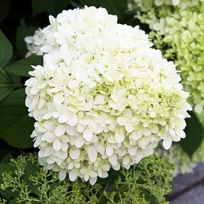 Гортензия УАЙТ ЛЕДИ метельчатая  Гортензия УАЙТ ЛЕДИ метельчатая в Кургане