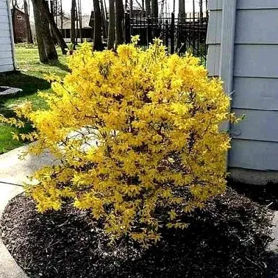 Форзиция ЛЕДНОГОРА промежуточная  Форзиция ЛЕДНОГОРА промежуточная в Кургане