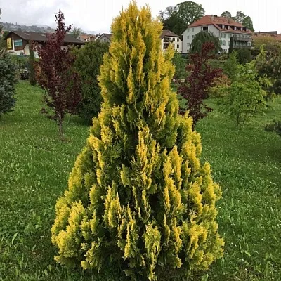 Туя ЕЛЛОУ РИББОН западная  Туя ЕЛЛОУ РИББОН западная в Кургане