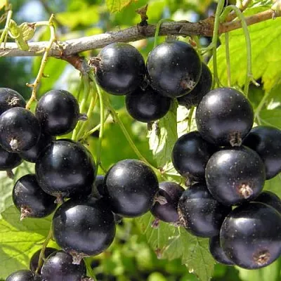 Смородина черная ГАМАЮН в Кургане