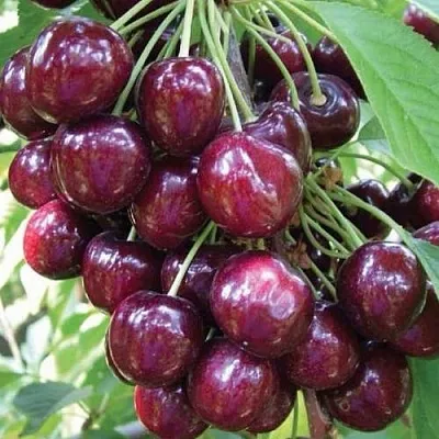 Черешня СЭМ колонновидная в Кургане