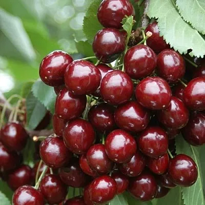 Черешня СИЛЬВИЯ колоновидная в Кургане