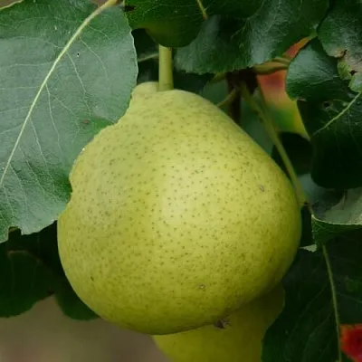 Груша САНРЕМО колонновидная  Груша САНРЕМО колонновидная в Кургане