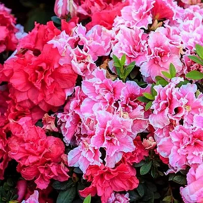 Декоративные растения в Кургане