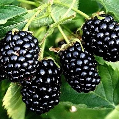 Ежевика ПРАЙМ АРК ТРЕВЕЛЕР ремонтантная  Ежевика ПРАЙМ АРК ТРЕВЕЛЕР ремонтантная в Кургане