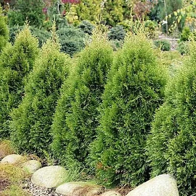 Туя СМАРАГД ВИТБОНТ западная  Туя СМАРАГД ВИТБОНТ западная в Кургане