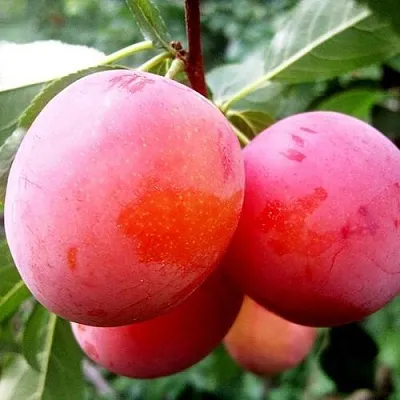 Слива КОМЕТА  Слива КОМЕТА в Кургане