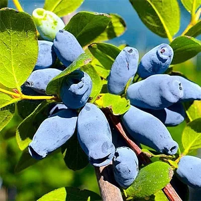 Жимолость съедобная АВРОРА  Жимолость съедобная АВРОРА в Кургане