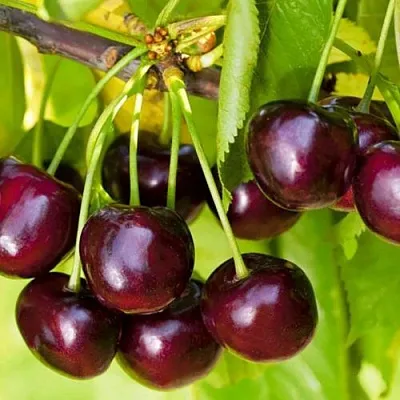 Черешня ИПУТЬ  Черешня ИПУТЬ в Кургане