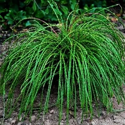 Туя ВИПКОРД складчатая  Туя ВИПКОРД складчатая в Кургане