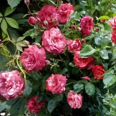Саженцы роз БРАУНИ плетистая в Кургане