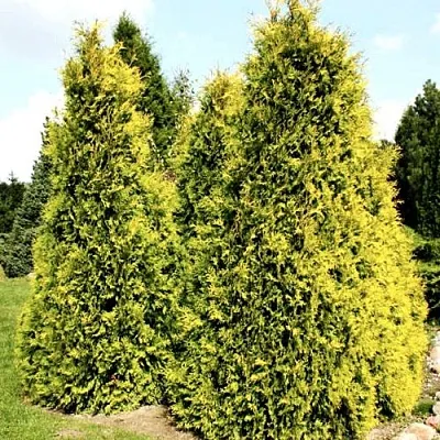 Туя САЛЛАНД западная  Туя САЛЛАНД западная в Кургане