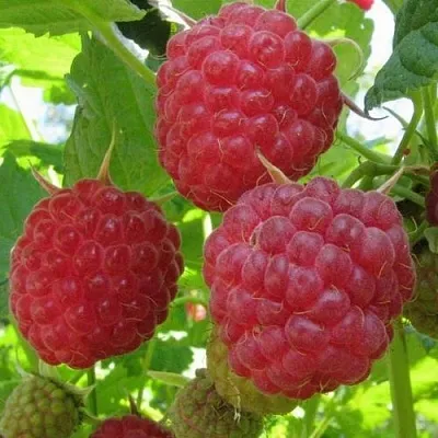 Малина НОВОСТЬ КУЗЬМИНА   Малина НОВОСТЬ КУЗЬМИНА  в Кургане