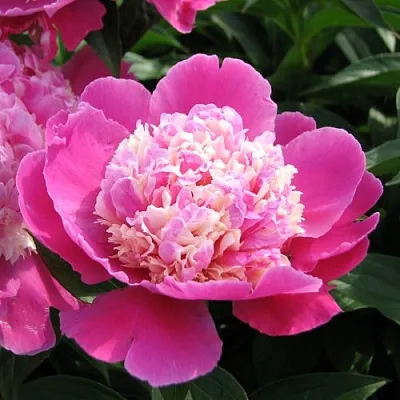 Пион КОРА СТАББС травянистый  Пион КОРА СТАББС травянистый в Кургане