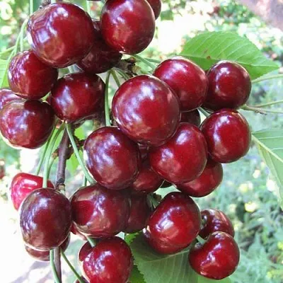 Черешня ОДРИНКА  Черешня ОДРИНКА в Кургане