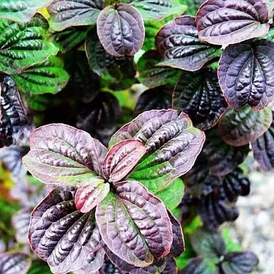 дерен КОМПРЕССА кроваво-красный  дерен КОМПРЕССА кроваво-красный в Кургане