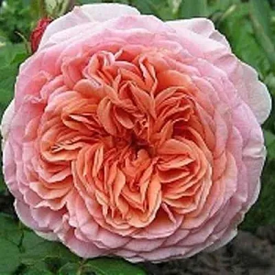 Саженцы роз АБРАХАМ ДЕРБИ английская  Саженцы роз АБРАХАМ ДЕРБИ английская в Кургане