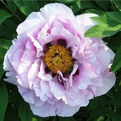 Пион СИНИЙ САПФИР древовидный в Кургане