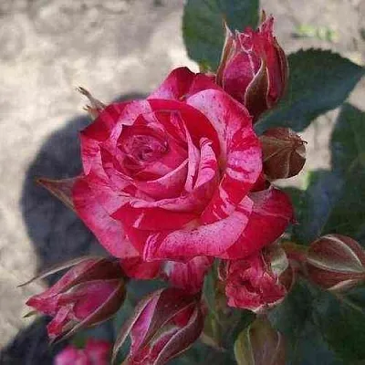 Саженцы роз ФАЙЕР ВОРКС миниатюрная  Саженцы роз ФАЙЕР ВОРКС миниатюрная в Кургане