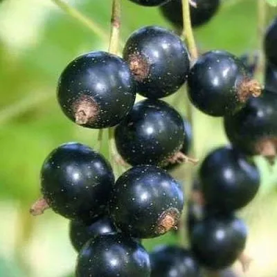 Смородина черная СТРЕЛЕЦ в Кургане