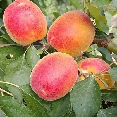 Абрикос ОСОБЕННЫЙ ДЕНИСЮКА в Кургане