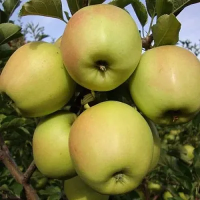 Яблоня СКИФСКОЕ ЗОЛОТО  Яблоня СКИФСКОЕ ЗОЛОТО в Кургане