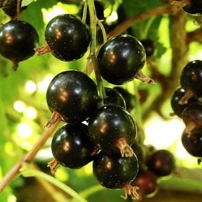 Смородина чёрная НАРА в Кургане