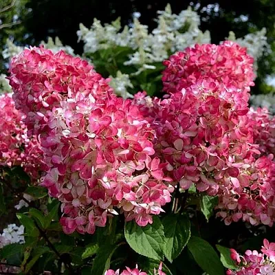 Гортензия ПИНК ДАЙМОНД метельчатая  Гортензия ПИНК ДАЙМОНД метельчатая в Кургане