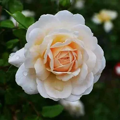 Саженцы роз КРОКУС РОУЗ английская  Саженцы роз КРОКУС РОУЗ английская в Кургане