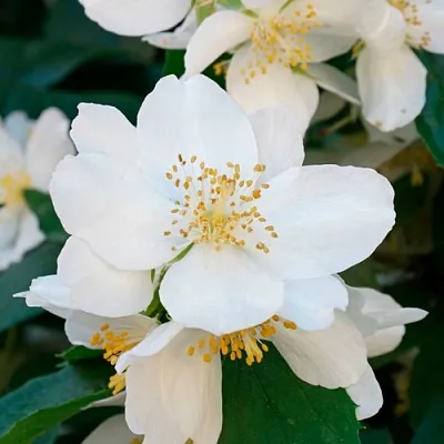 Жасмин ЮСТИНКА  Жасмин ЮСТИНКА в Кургане