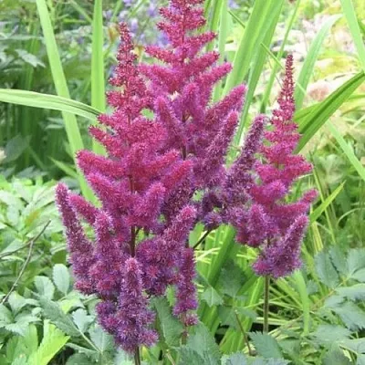 Астильба КАРАОКЕ ПАРТИ китайская в Кургане