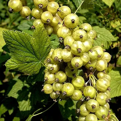 Смородина зеленоплодная СНЕЖНАЯ КОРОЛЕВА в Кургане