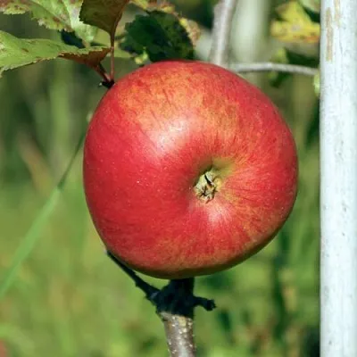 Яблоня ДЫЯМЕНТ в Кургане