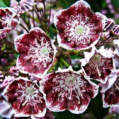 Кальмия БЛЕК ЛЕЙБЛ   Кальмия БЛЕК ЛЕЙБЛ  в Кургане