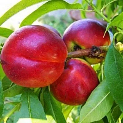 Нектарин  Нектарин в Кургане