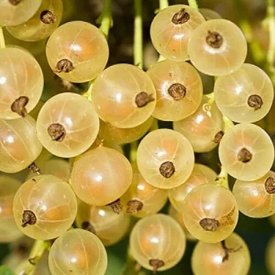 Смородина белая СМОЛЬЯНИНОВСКАЯ в Кургане